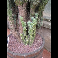 Cactus - Cereus Repandus f. Monstruosus (fam Cactecees) (Venezuela) (4)
